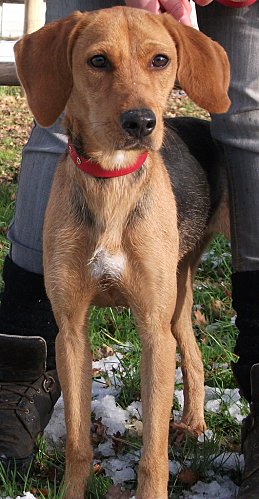 DÉZI, croisée beagle femelle, 2 an (72) Dscf6010