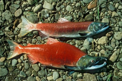 'Extinct' salmon rediscovered Salmon10