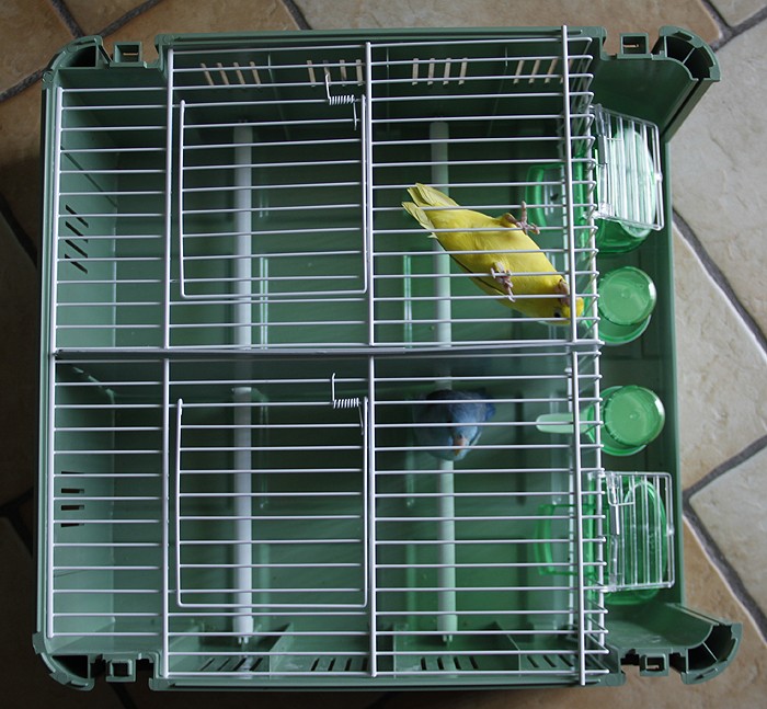 cage + sac, caisse, malette pour le transport des petites espèces et grandes perruches  Boite_10