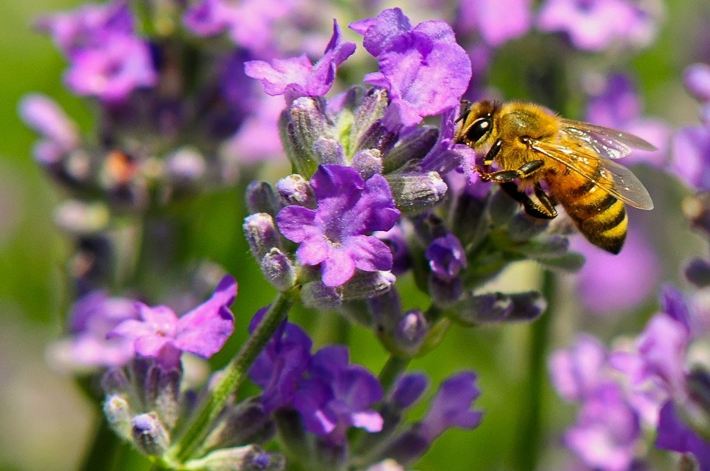 Abeille sur fleur de lavande Dsc_3210