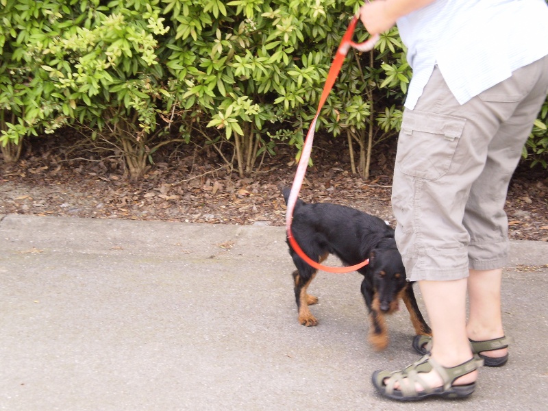Belgique - WATSON jagd terrier 1 an, avant mercredi !!! Verviers ... adopté en Allemagne par Barbara 01510
