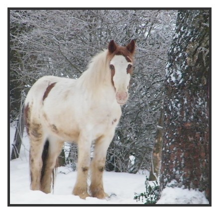 photos d'hiver en vrac de la troupe à calins Rori110