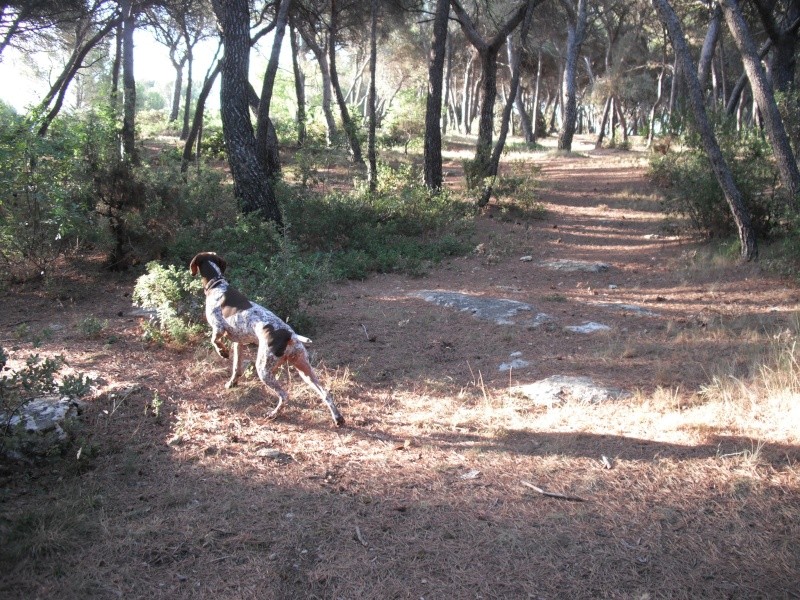 Concours photos Septembre/Octobre ("VOS CHIENS A L'ARRÊT") 0031010