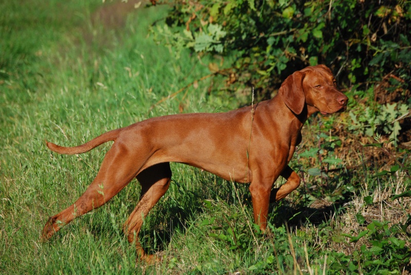 Concours photos Septembre/Octobre ("VOS CHIENS A L'ARRÊT") Alite_10