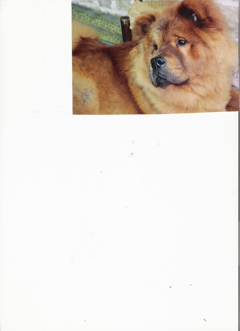 JADE Femelle Chow chow 250269800475333 Chowch10