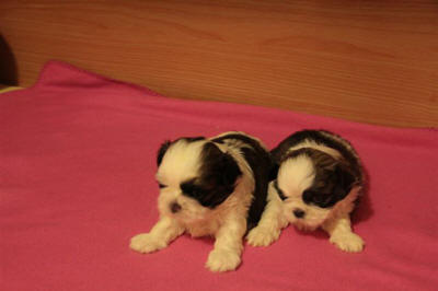 AVAILABLE PUPPIES of BIS BRACE WINNERS at European Dog Show 2010 in Celje Cather12