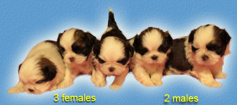 AVAILABLE PUPPIES of BIS BRACE WINNERS at European Dog Show 2010 in Celje Cuccio12