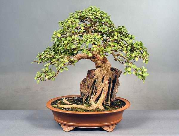 Ficus sycomorus Ficus_16