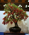 Bonsai Society of Western Australia 2012 Spring Show Dsc02710