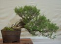 Bonsai Society of Western Australia 2012 Spring Show Dsc02722