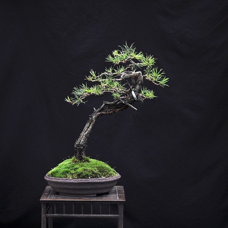 RESTYLING MY SMALL "P. PINE". 26-9-210