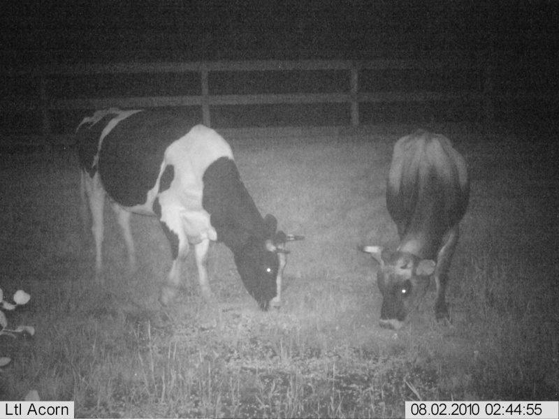 trail cam pics  Imag0012