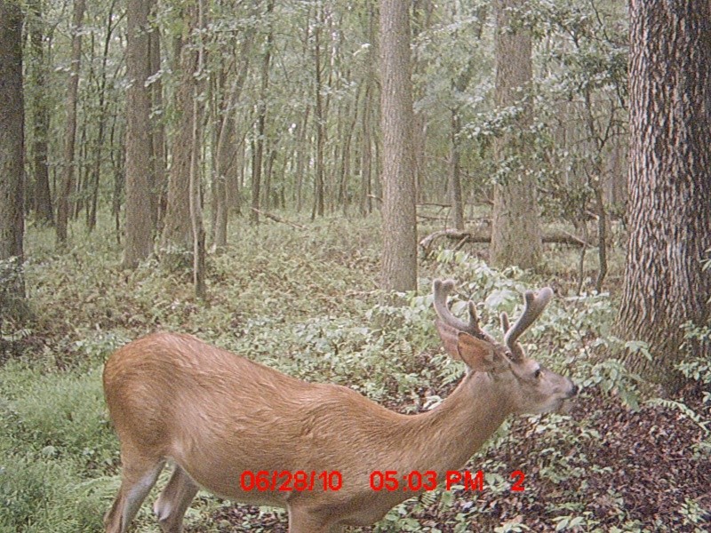 new trail cam pics Mdgc0012