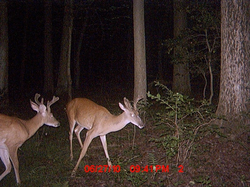 new trail cam pics Mdgc0014