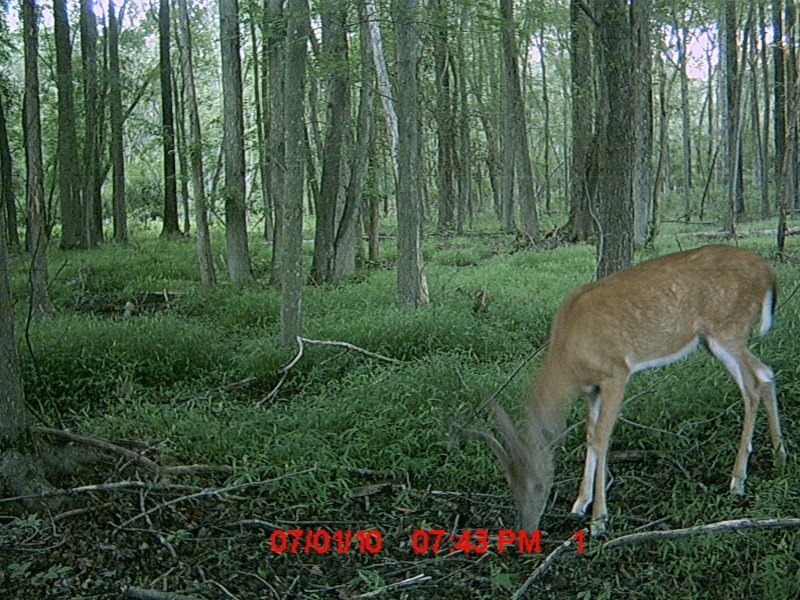 new trail cam pics Mdgc0112