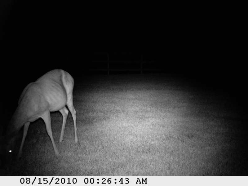 new trail cam pic of a buck Tsc_0010