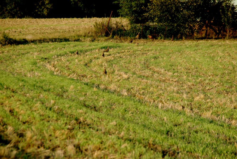 petit gibier - Page 4 Dsc02124