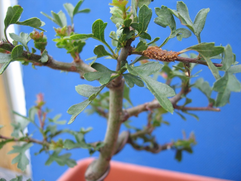 Growth on my hawthorn. 01110