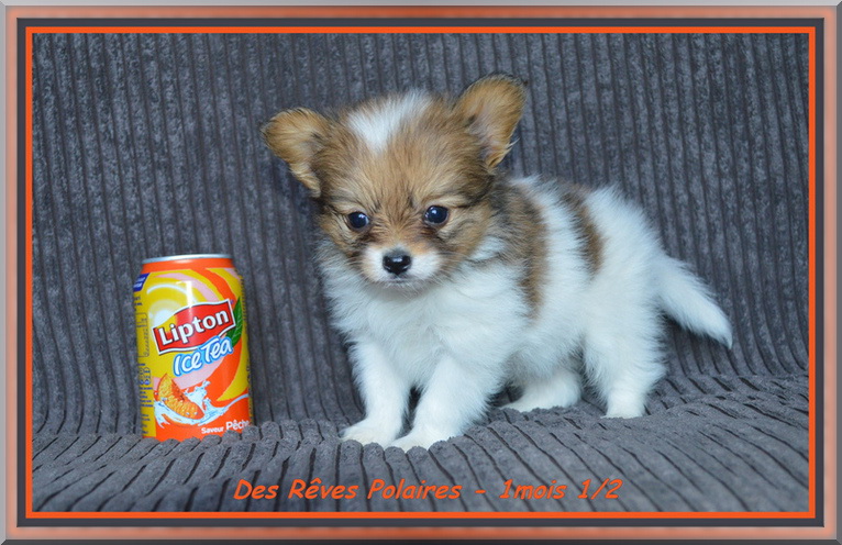 papillon - chiot Epagneul Nain Continental Papillon 1mois_10