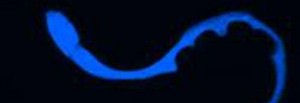 L’elisir di lunga vita arriverà studiando la luce azzurra Azzurr12