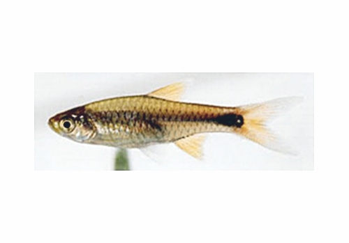 Rasbora lacrimula Rasbor10