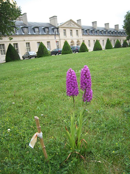 Les Orchidées sauvages de Paris Orchis10