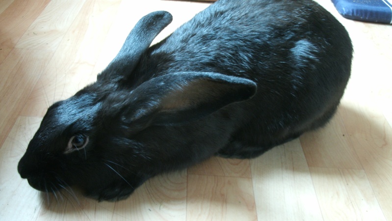 [Adoptée] Edenne, belle lapine noire grand gabarit (association Poil de Carotte) 59 Gedc0015