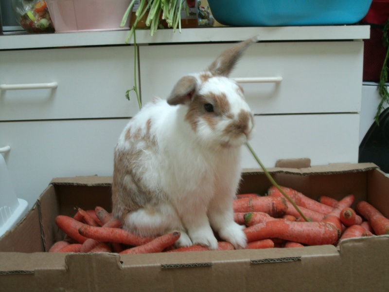 ADOPTE Shamrock,lapin mâle castré x bélier né en 2009 (association Poil de Carotte) 59 Gedc0016