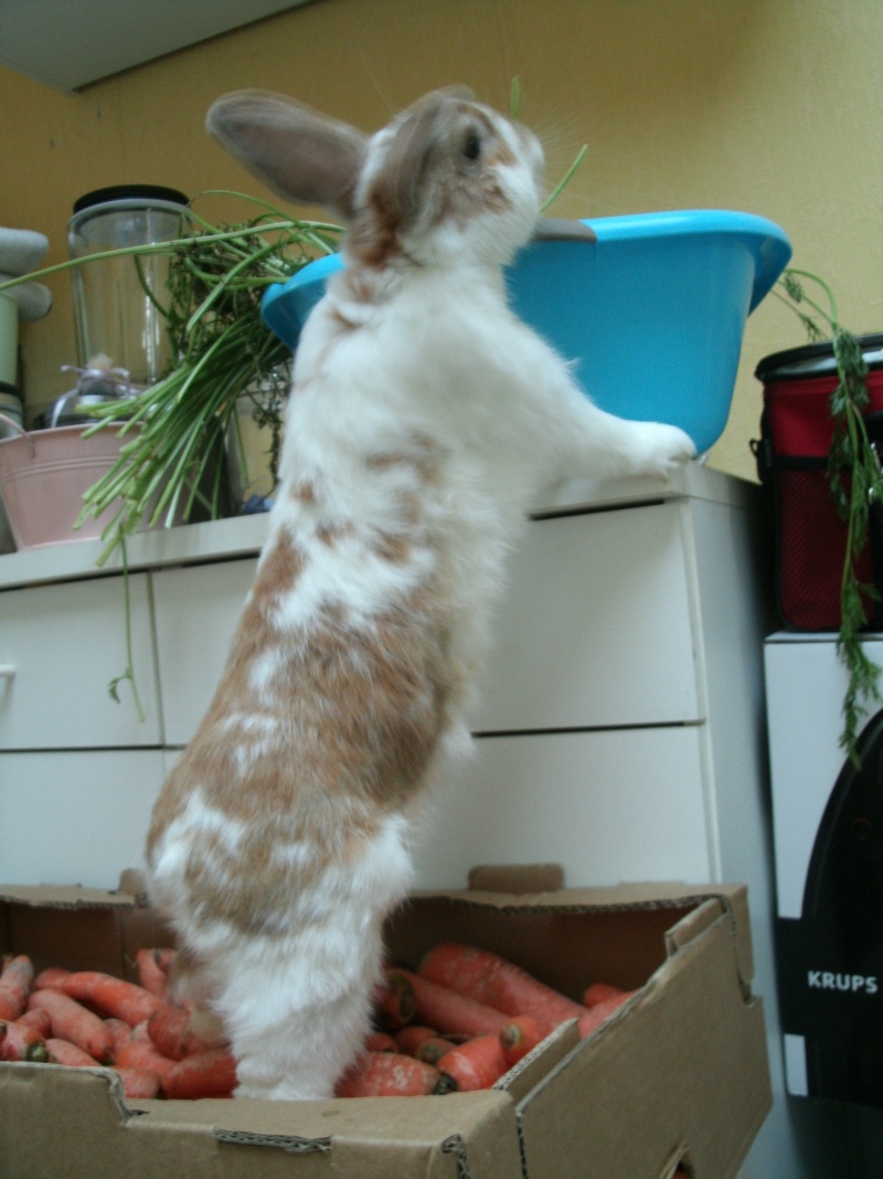 Shamrock,lapin mâle castré x bélier né en 2009 (association Poil de Carotte) 59 Gedc0018