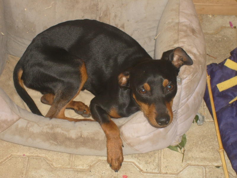 ELECTRON - PINSCHER 8 mois - 69 05912
