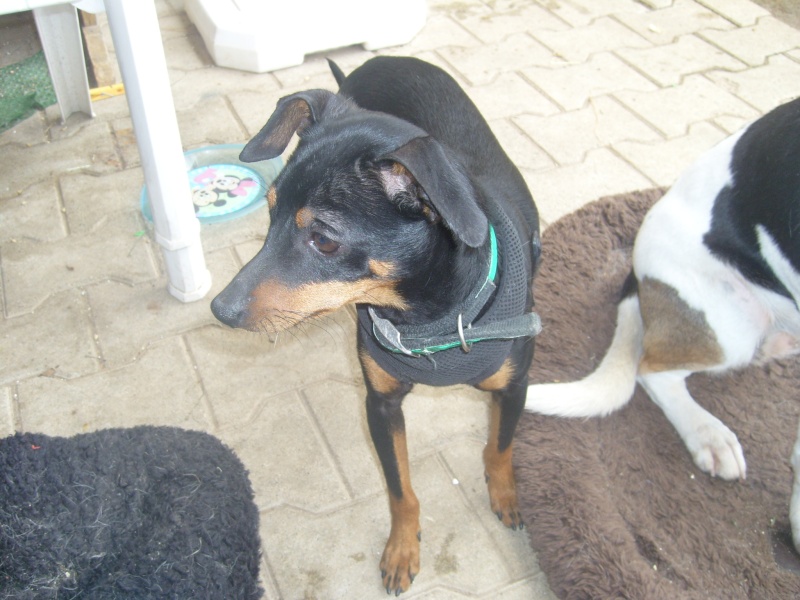 ELECTRON - PINSCHER 8 mois - 69 - Page 2 06510
