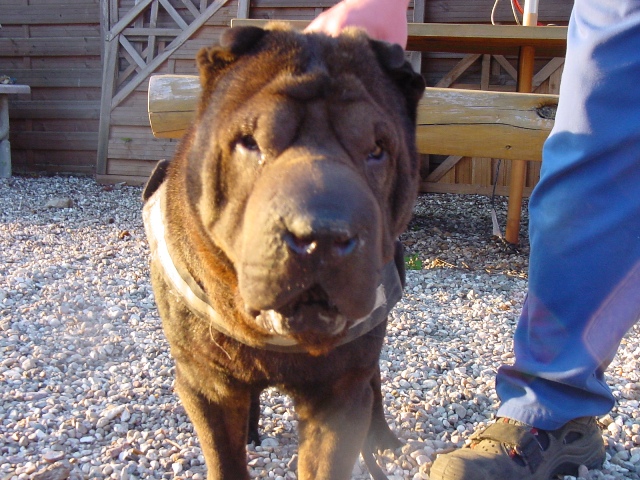 Shar Pei / schokobraun / sucht ein zu Hause Dsc00011