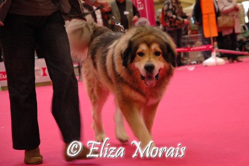 Expo canine internationale d'Orléans 14_10_13