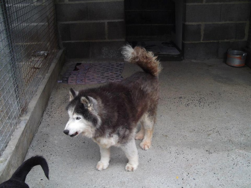 Kaya femelle Husky 15 ans REF23 DECEDEE 42129710