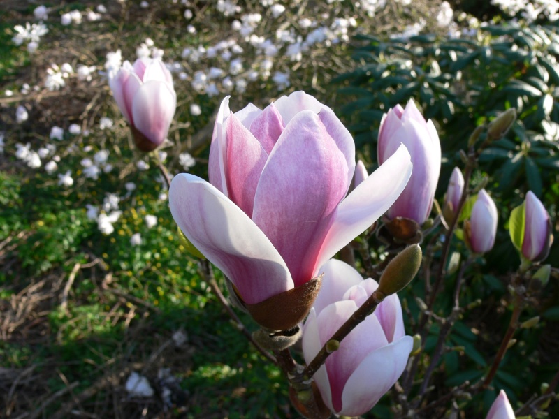 Cateva cuvinte despre Magnolie Magnol10