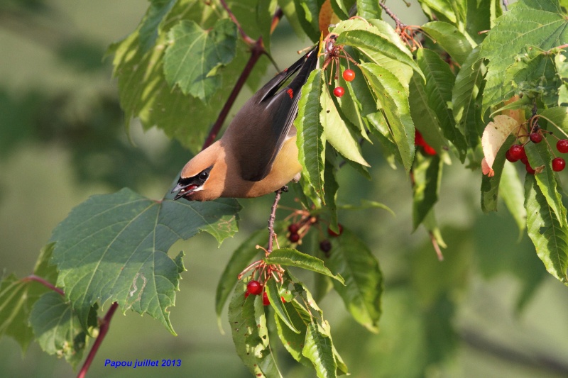 Il en entre des cerises dans cette petite gorge Papou_38