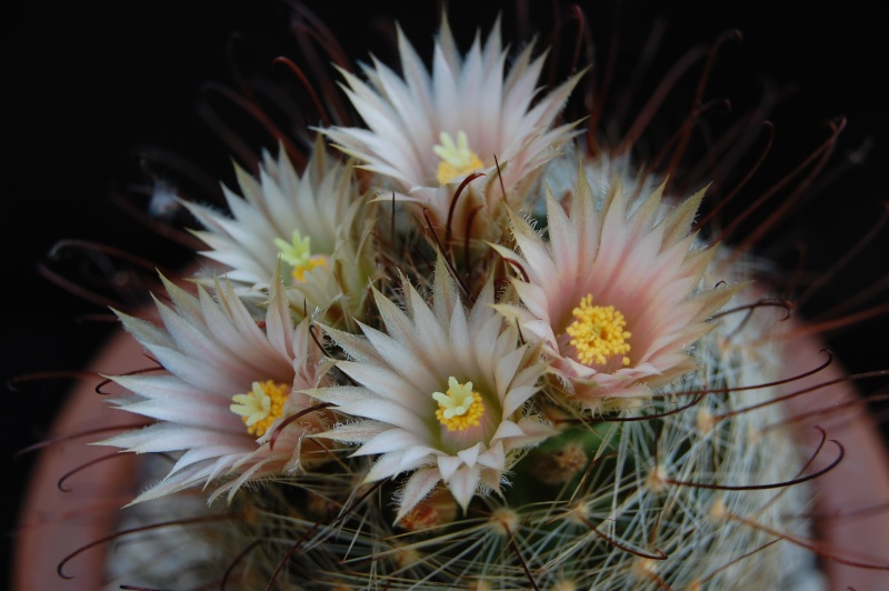 Mammillaria viridiflora 3329-210