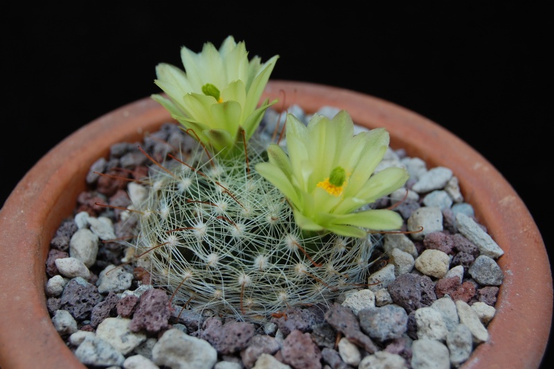 Mammillaria heidiae 3405-210