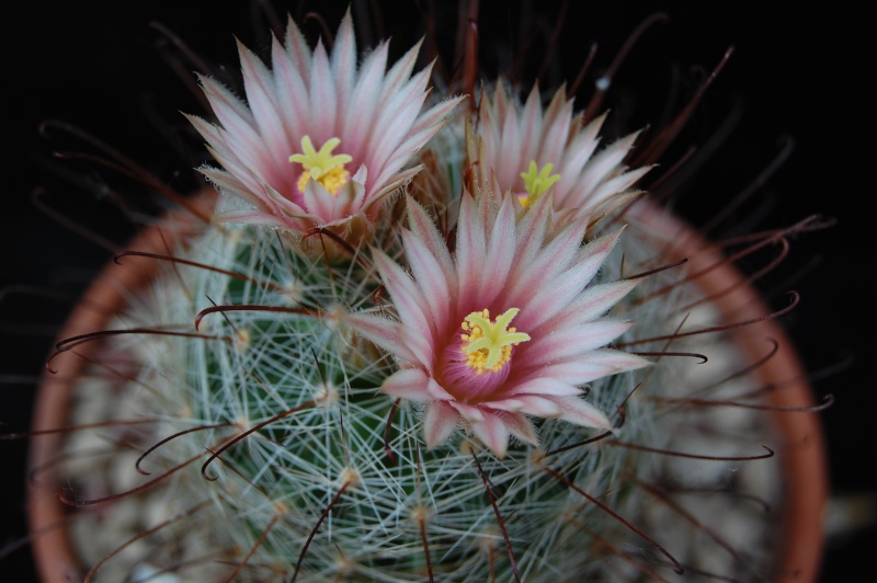 Mammillaria viridiflora 3423-210