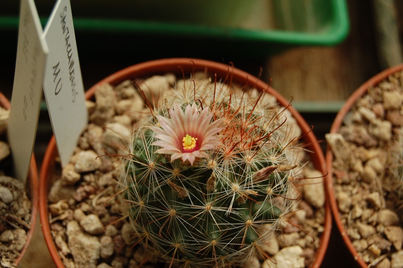 Mammillaria santaclarensis Santac10