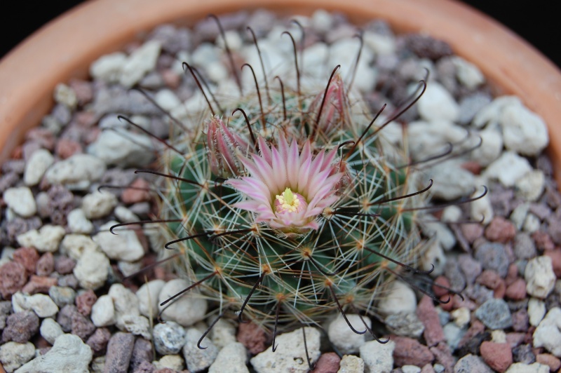 Mammillaria viridiflora Sb_90510