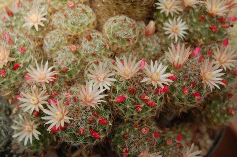 Mammillaria scheidweileriana Scheid10