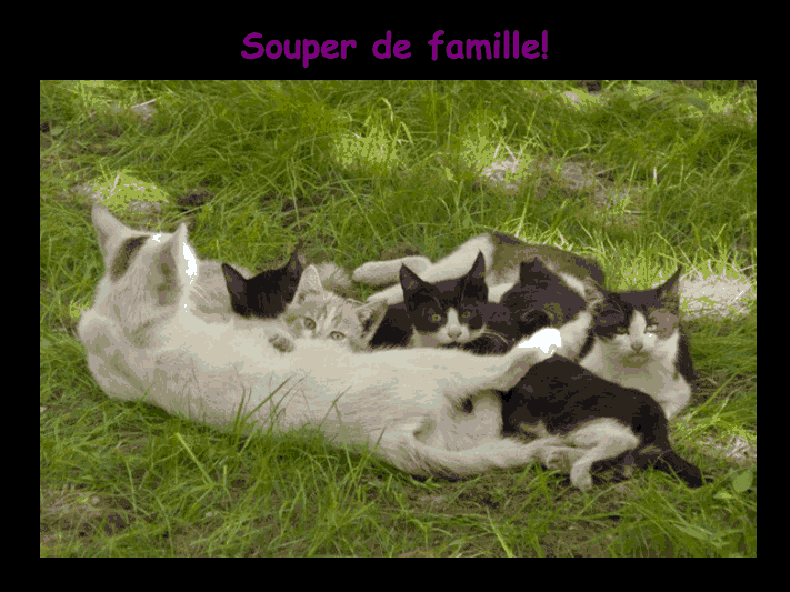 Les chats!!!!         (Ninnenne) Viewer34