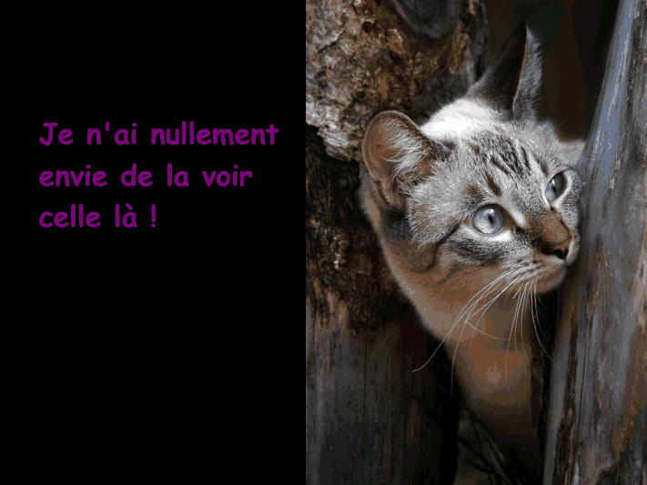 Les chats!!!!         (Ninnenne) Viewer35