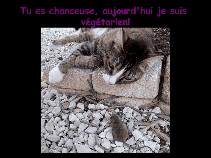 Les chats!!!!         (Ninnenne) Viewer37