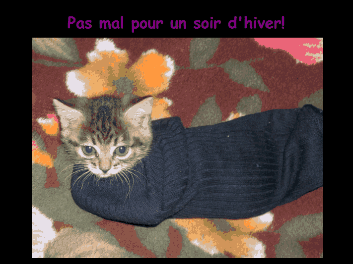 Les chats!!!!         (Ninnenne) Viewer39
