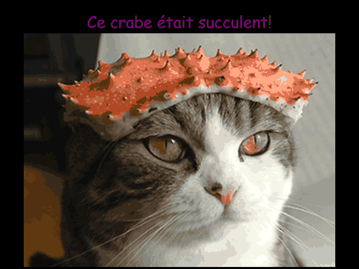 Les chats!!!!         (Ninnenne) Viewer40