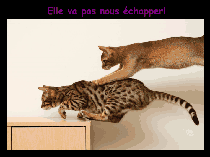 Les chats!!!!         (Ninnenne) Viewer42