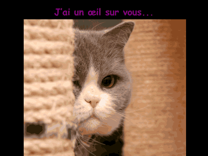 Les chats!!!!         (Ninnenne) Viewer44