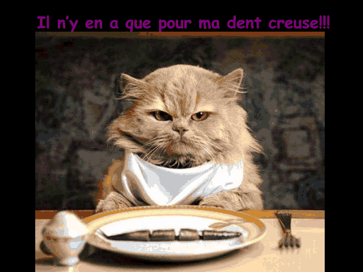 Les chats!!!!         (Ninnenne) Viewer45